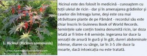 1-Ricinul