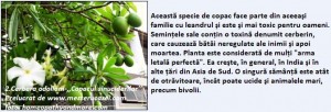 2-Cerbera odolam-Copacul sinuciderilor
