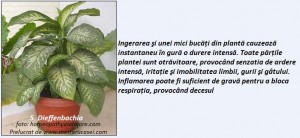 5-Dieffenbachia