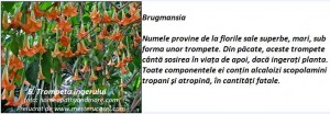 6-Trompeta ingerului