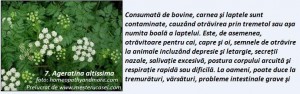 7-Ageratina altissima