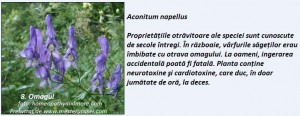 8-Omagul