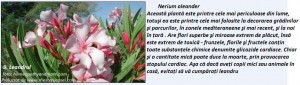 9-Leandrul